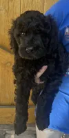 Kong, a male Cavapoo for sale in Broken Arrow, OK – 4 of 6