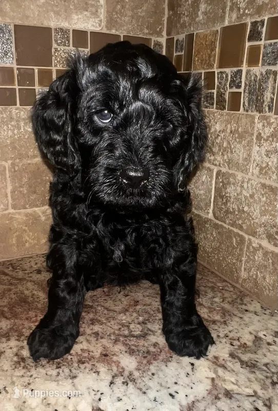Kong – Cavapoo puppy for sale in Broken Arrow, OK