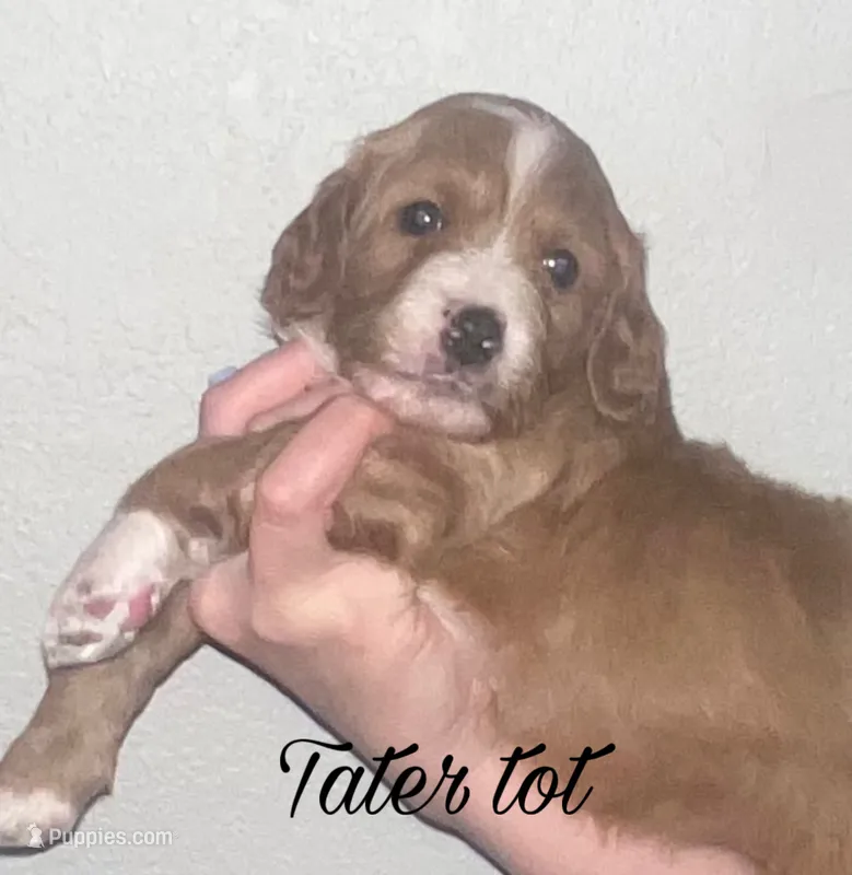 Tater tot – Cavapoo puppy for sale in Broken Arrow, OK