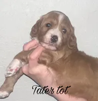 Tater tot, a male Cavapoo for sale in Broken Arrow, OK – 1 of 2