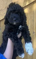 Knuckles , a male Cavapoo for sale in Broken Arrow, OK – 4 of 5