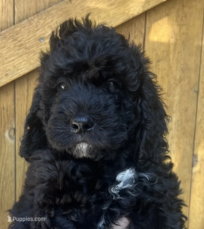 Knuckles  – Cavapoo puppy for sale in Broken Arrow, OK