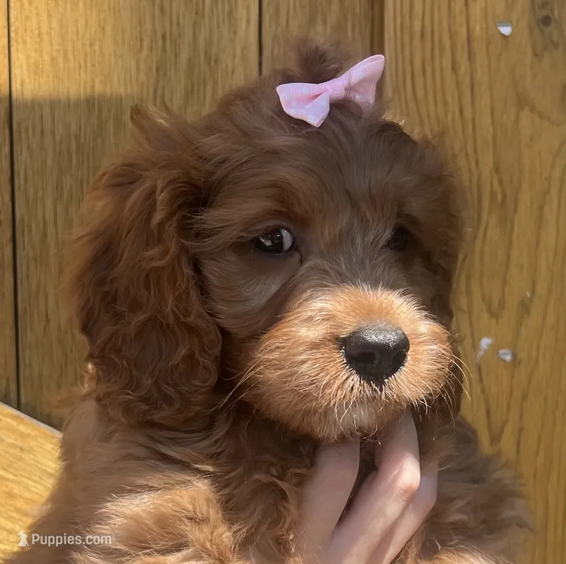 Honey – Cavapoo puppy for sale in Broken Arrow, OK