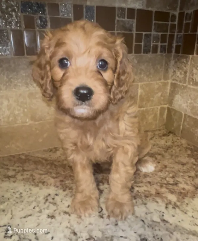 Honey – Cavapoo puppy for sale in Broken Arrow, OK