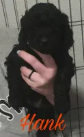 Hank, a male Cavapoo for sale in Broken Arrow, OK – 1 of 1