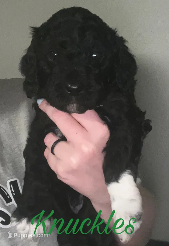 Knuckles  – Cavapoo puppy for sale in Broken Arrow, OK