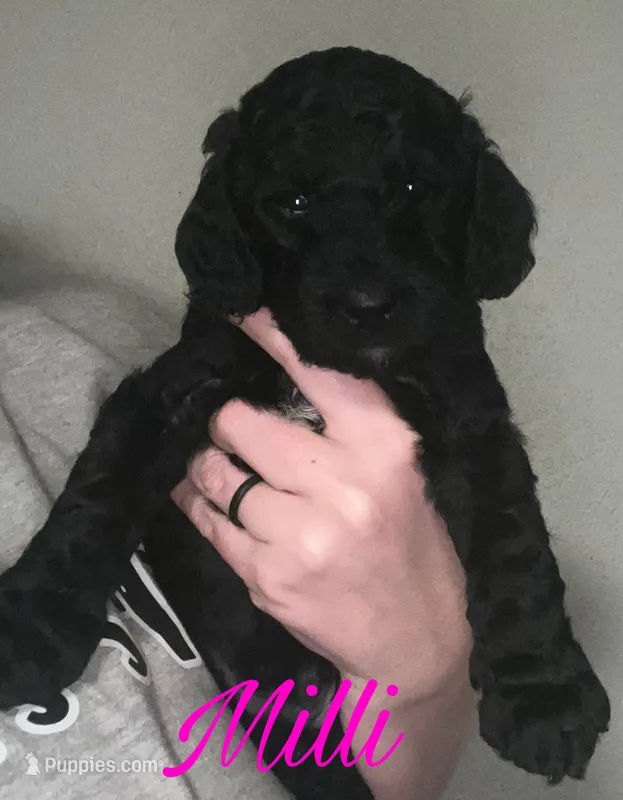 Milli – Cavapoo puppy for sale in Broken Arrow, OK