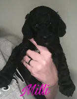 Milli, a female Cavapoo for sale in Broken Arrow, OK – 1 of 1