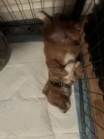 Tater tot, a male Cavapoo for sale in Broken Arrow, OK – 2 of 2