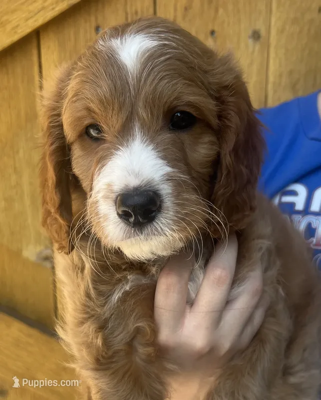 Tater tot – Cavapoo puppy for sale in Broken Arrow, OK