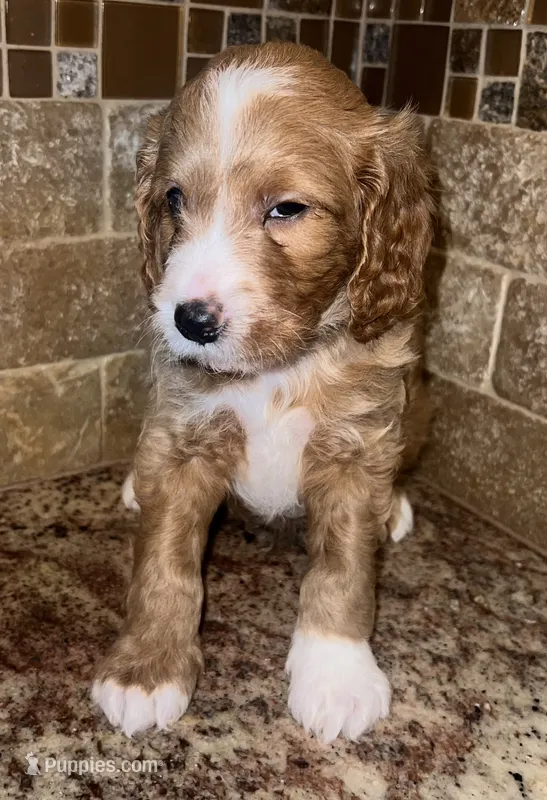 Tater tot – Cavapoo puppy for sale in Broken Arrow, OK