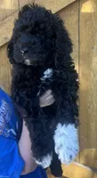 Knuckles , a male Cavapoo for sale in Broken Arrow, OK – 3 of 5