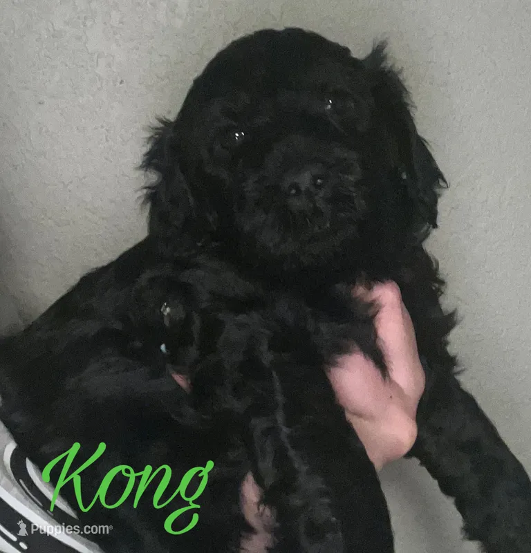Kong – Cavapoo puppy for sale in Broken Arrow, OK