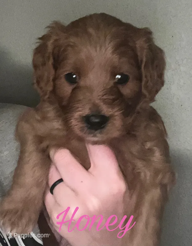 Honey – Cavapoo puppy for sale in Broken Arrow, OK