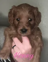 Honey, a female Cavapoo for sale in Broken Arrow, OK – 1 of 1