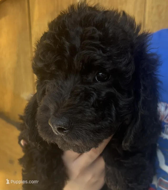 Hank – Cavapoo puppy for sale in Broken Arrow, OK