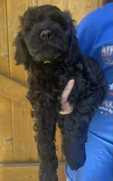 Kong, a male Cavapoo for sale in Broken Arrow, OK – 3 of 6