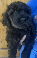 Kong, a male Cavapoo for sale in Broken Arrow, OK – 5 of 6