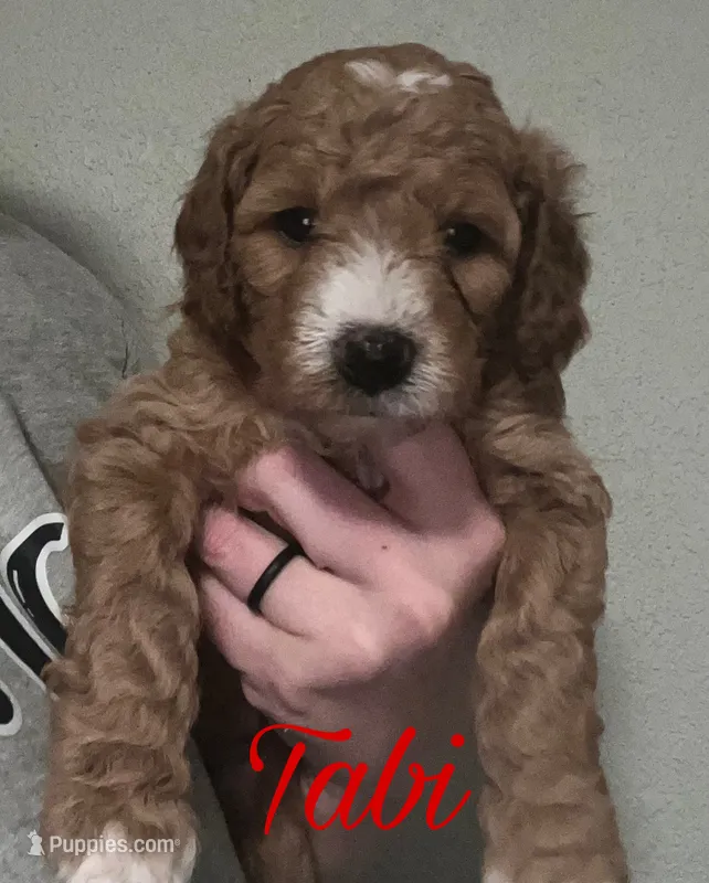 Tabi – Cavapoo puppy for sale in Broken Arrow, OK