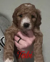 Tabi, a female Cavapoo for sale in Broken Arrow, OK – 1 of 1