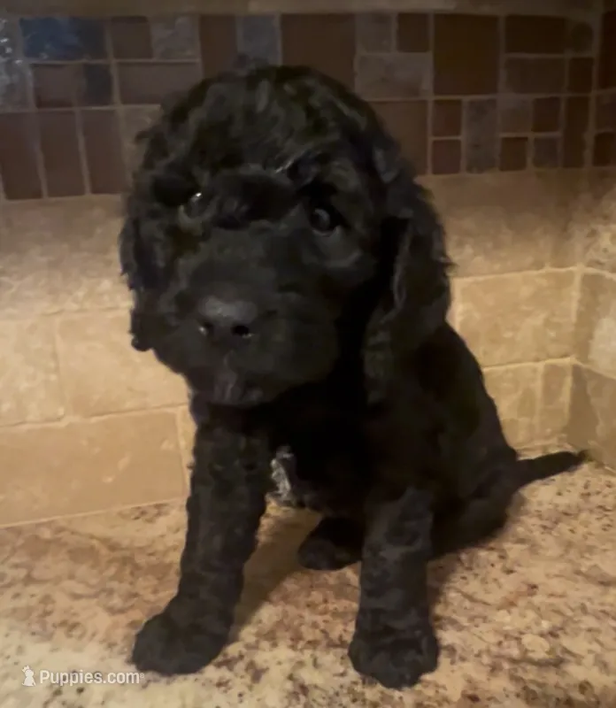 Milli – Cavapoo puppy for sale in Broken Arrow, OK