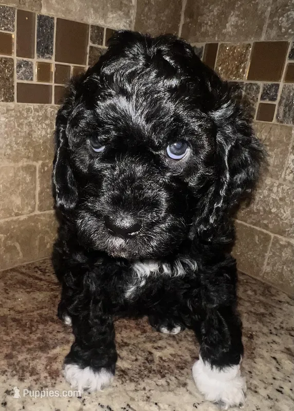 Knuckles  – Cavapoo puppy for sale in Broken Arrow, OK