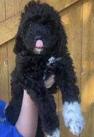 Knuckles , a male Cavapoo for sale in Broken Arrow, OK – 2 of 5