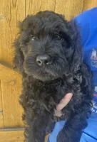 Kong, a male Cavapoo for sale in Broken Arrow, OK – 6 of 6