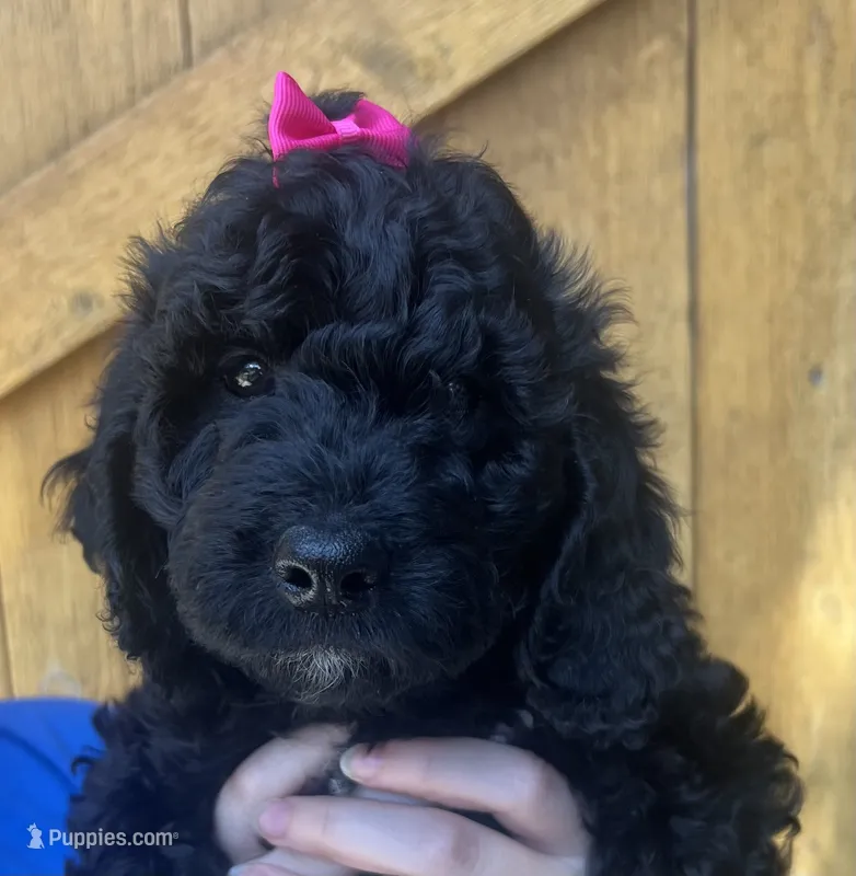 Milli – Cavapoo puppy for sale in Broken Arrow, OK