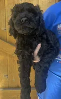 Kong, a male Cavapoo for sale in Broken Arrow, OK – 2 of 6