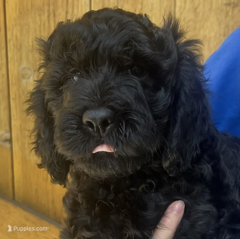 Kong – Cavapoo puppy for sale in Broken Arrow, OK