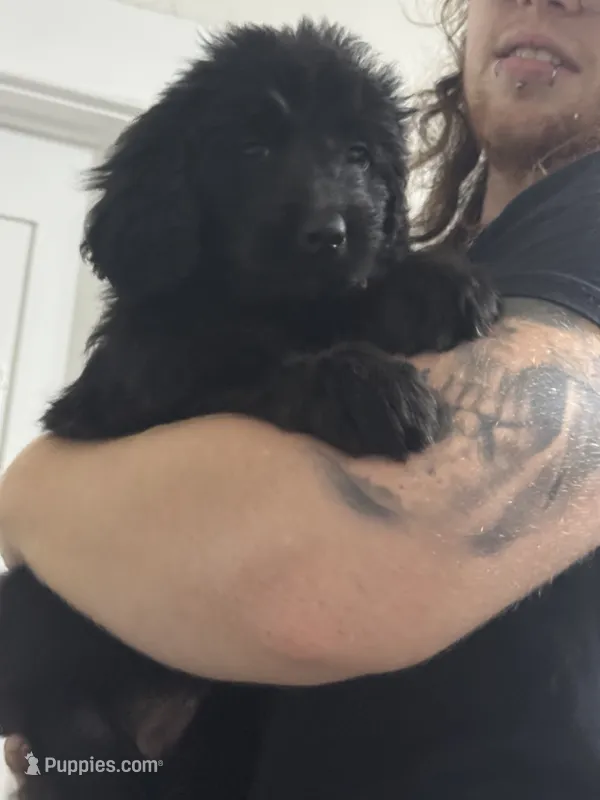 Mochi – Newfoundland, Poodle - Standard  puppy for sale in Long Beach, CA