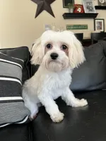 Arthur, a male Maltipoo for sale in Mokena, IL – Photo 2 of 3