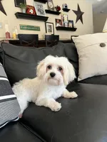 Arthur, a male Maltipoo for sale in Mokena, IL – Photo 3 of 3