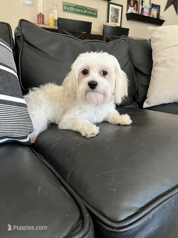 Arthur, a male Maltipoo for sale in Mokena, IL – Photo 1 of 3