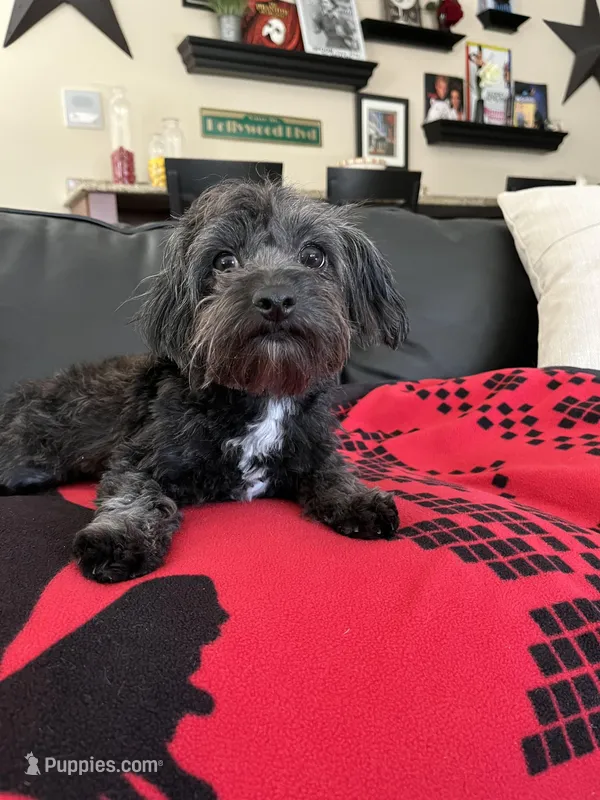 Archie  – Maltipoo puppy for sale in Mokena, IL