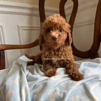 Aaron , a male Maltipoo for sale in Mokena, IL – 3 of 3