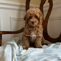 Andy , a male Maltipoo for sale in Mokena, IL – 1 of 2