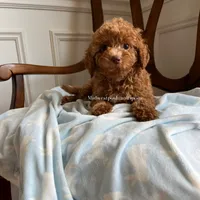 Aaron , a male Maltipoo for sale in Mokena, IL – 2 of 3