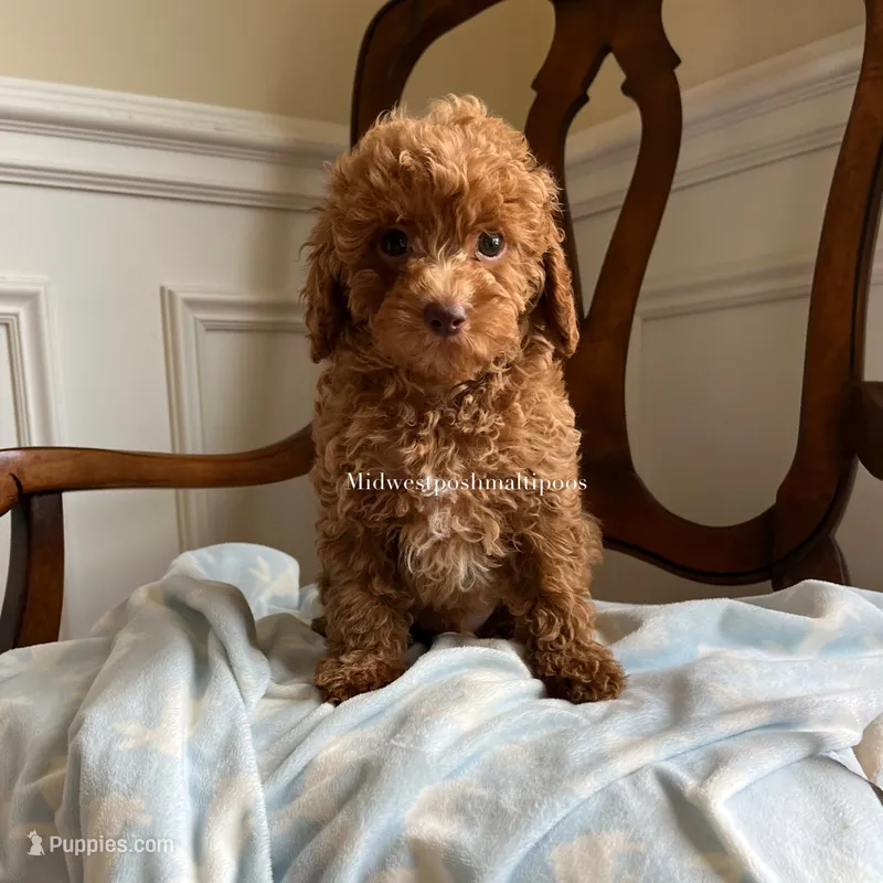 Aaron  – Maltipoo puppy for sale in Mokena, IL
