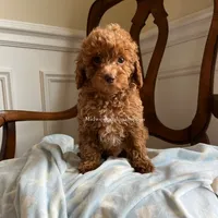 Aaron , a male Maltipoo for sale in Mokena, IL – 1 of 3