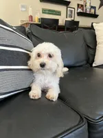 Andie, a male Maltipoo for sale in Mokena, IL – Photo 2 of 4