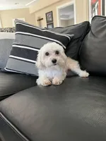 Andie, a male Maltipoo for sale in Mokena, IL – Photo 3 of 4