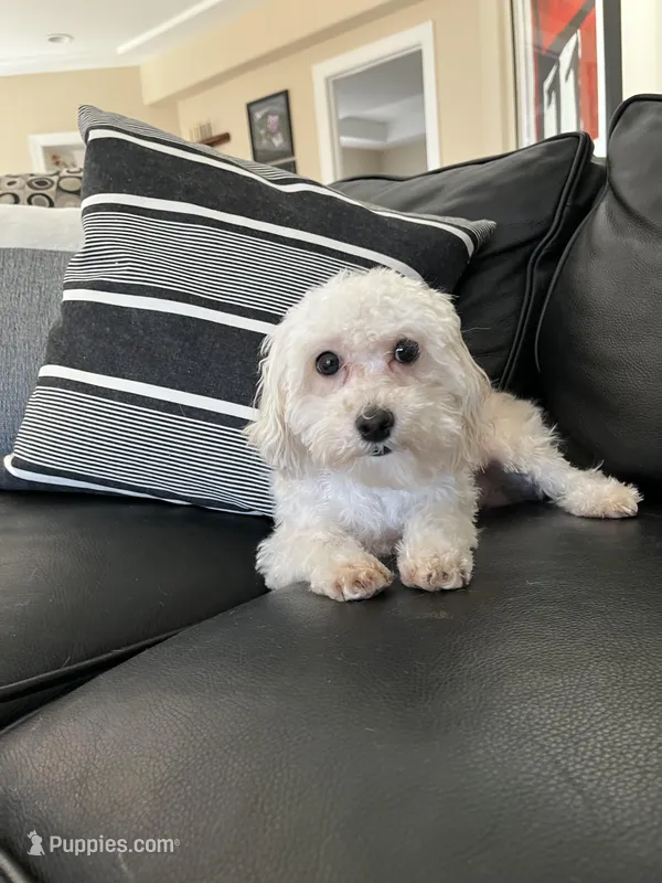 Andie – Maltipoo puppy for sale in Mokena, IL