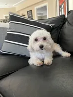 Andie, a male Maltipoo for sale in Mokena, IL – Photo 1 of 4