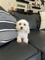 Andie, a male Maltipoo for sale in Mokena, IL – Photo 4 of 4