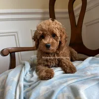 Andy , a male Maltipoo for sale in Mokena, IL – 2 of 2