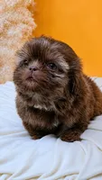 Imperial Knox, a male Shih Tzu for sale in Menifee, CA – 2 of 3