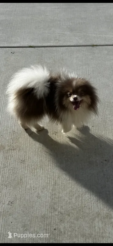 Saint proven AKC – Pomeranian puppy for sale in Menifee, CA