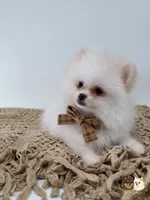 Colby, a male Pomeranian for sale in Murrieta, CA – 3 of 8